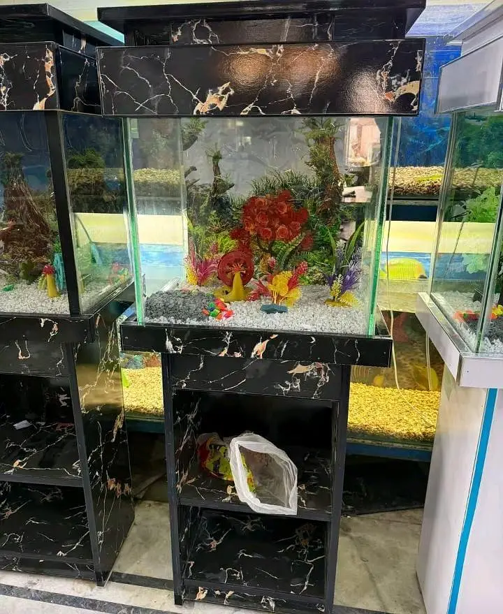 Fish and fish aquarium market sy munseeb price — photo 7