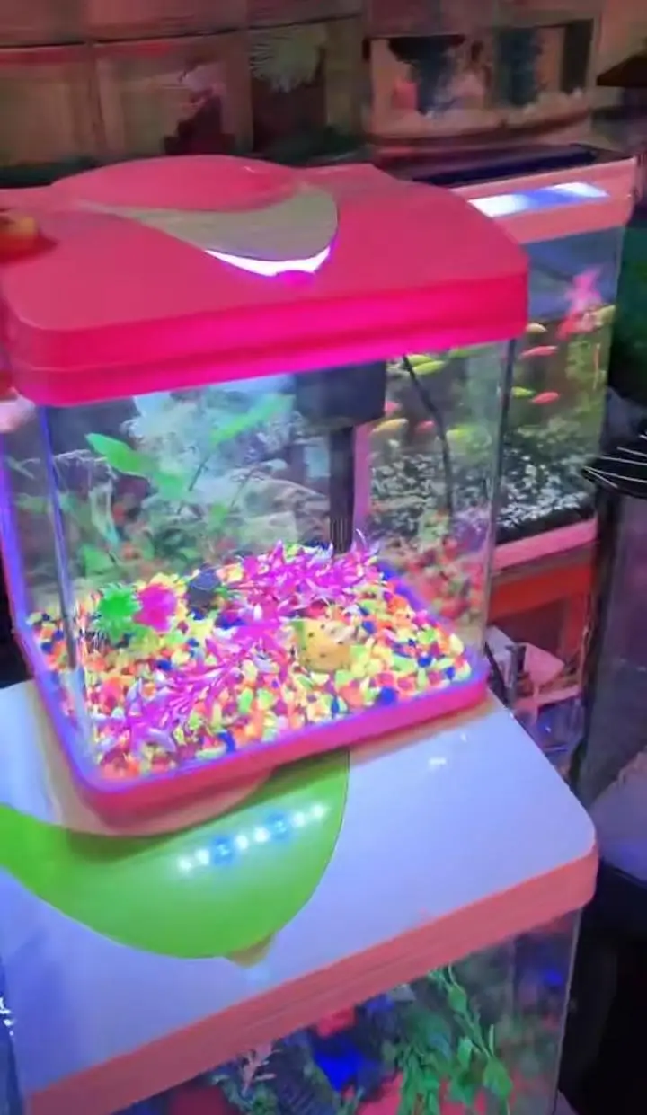 Fish and fish aquarium market sy munseeb price — photo 8