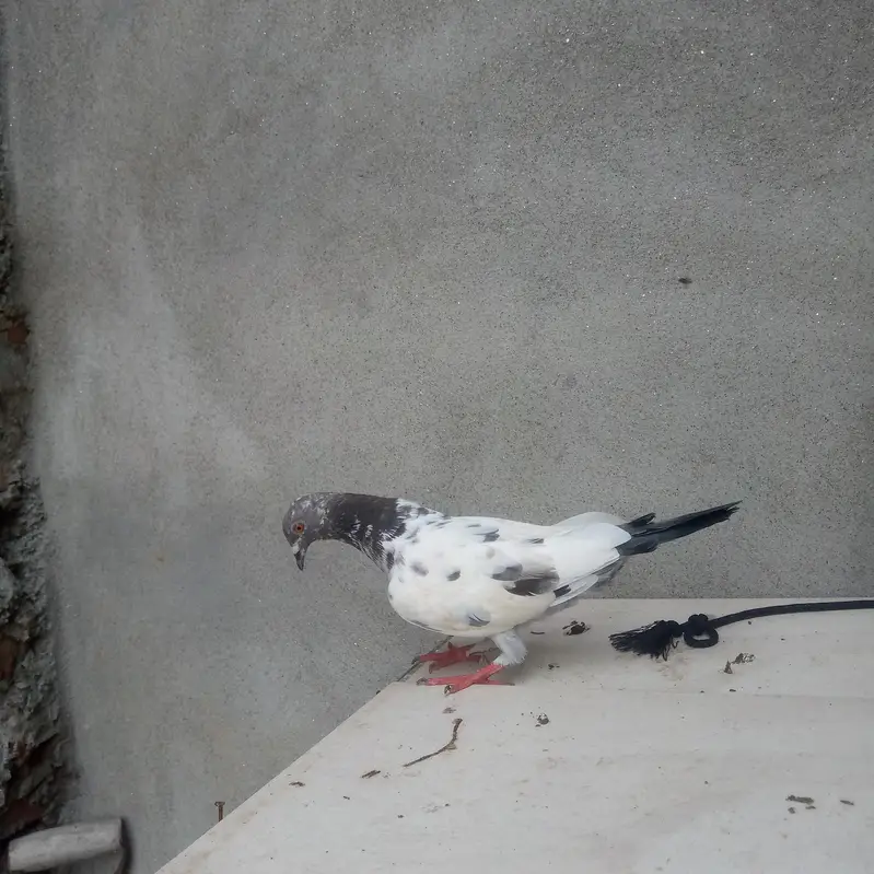 high quality kabootar — photo 2