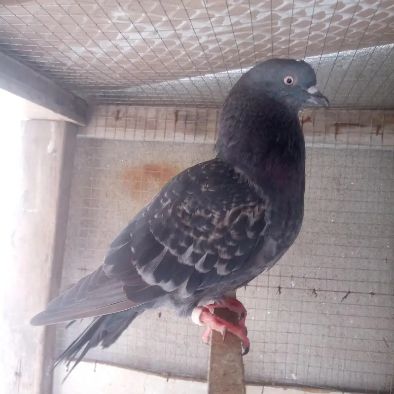 high quality kabootar — photo 3
