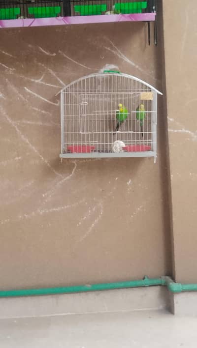 budgie parrots for sale with cage