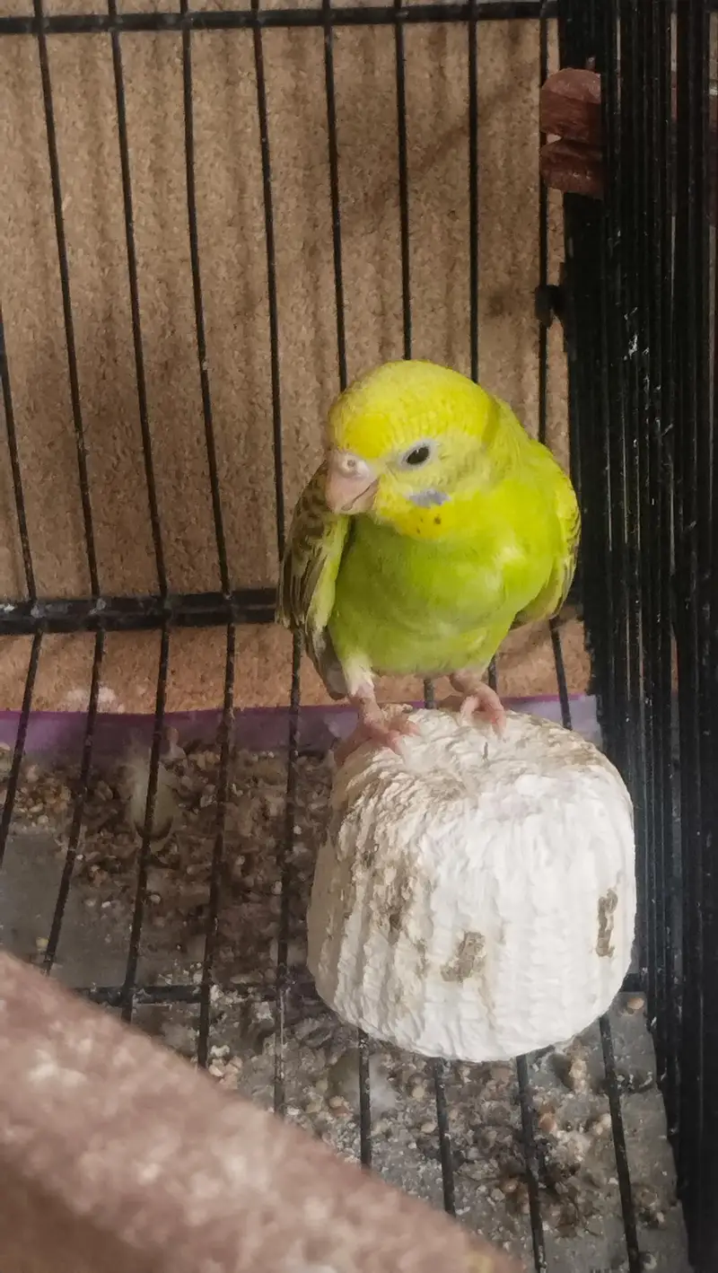 budgie parrots for sale with cage — photo 2