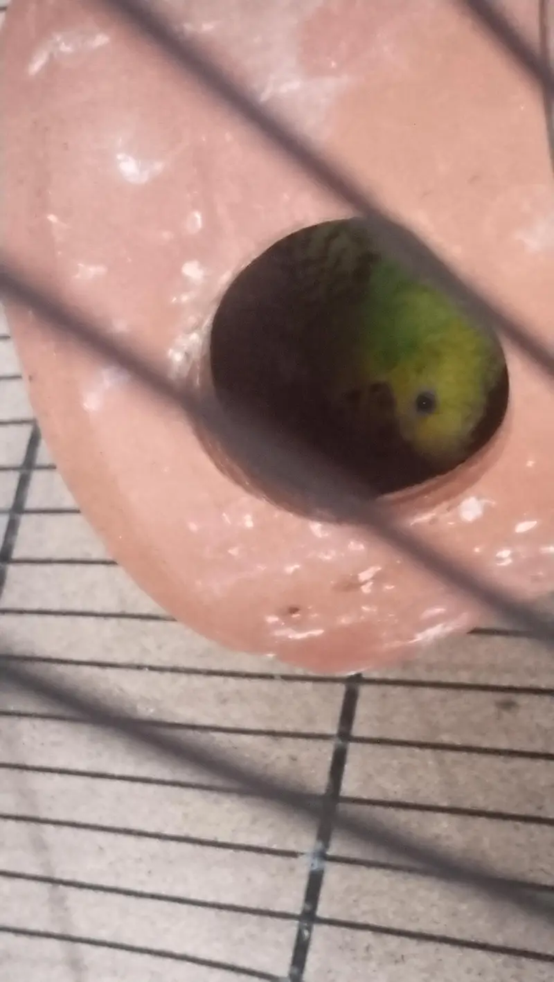 budgie parrots for sale with cage — photo 3