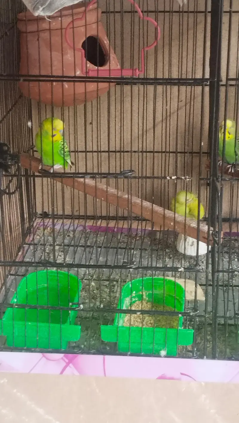budgie parrots for sale with cage — photo 4