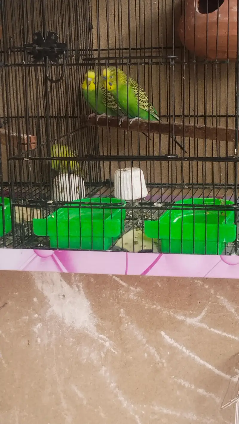 budgie parrots for sale with cage — photo 5