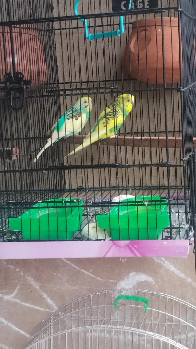 budgie parrots for sale with cage — photo 6