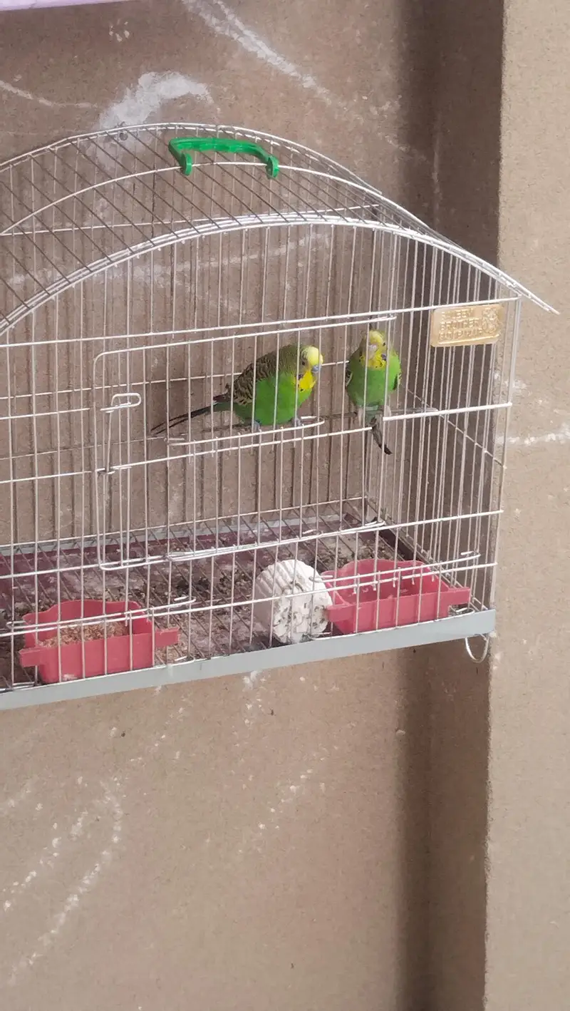 budgie parrots for sale with cage — photo 7