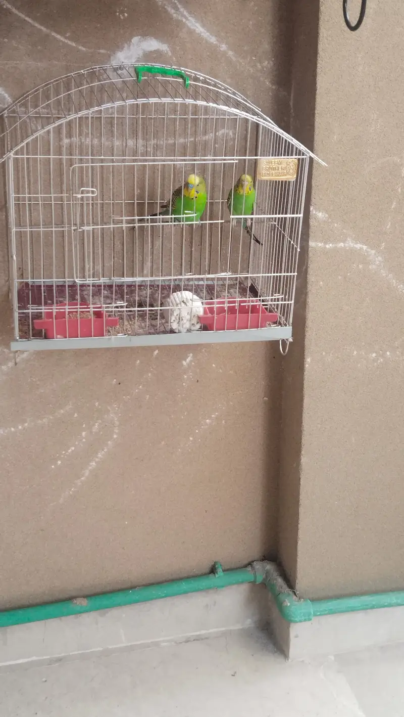 budgie parrots for sale with cage — photo 8