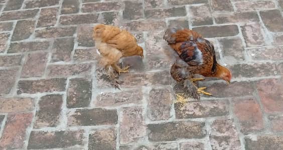 golden buff pair for sale