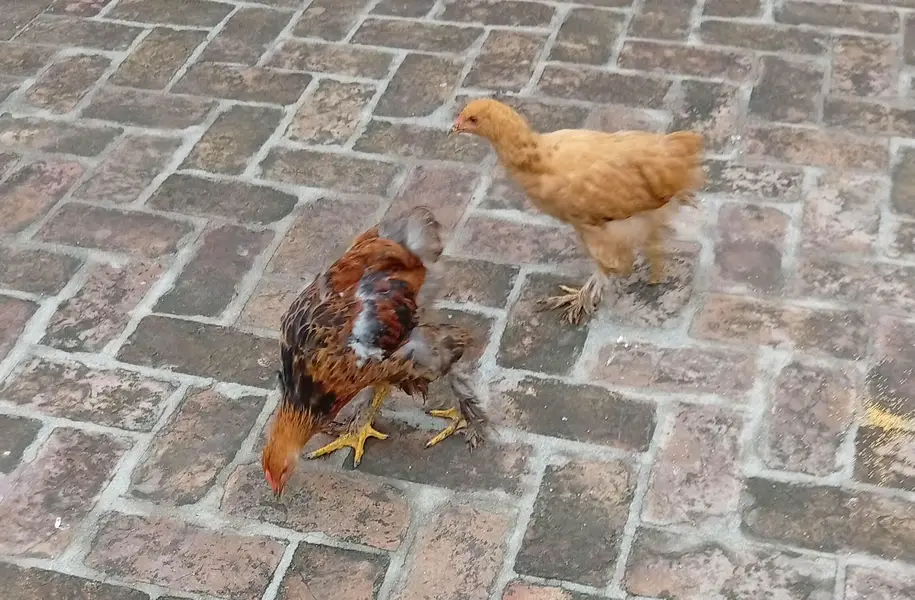 golden buff pair for sale — photo 2