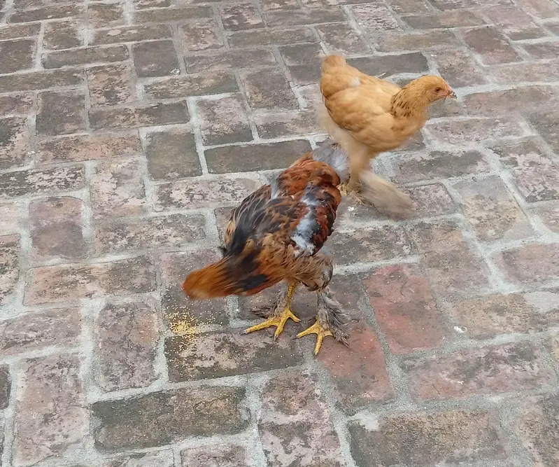 golden buff pair for sale — photo 3