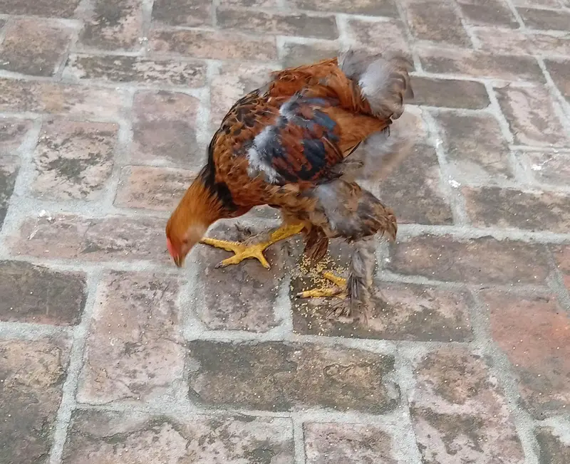 golden buff pair for sale — photo 4