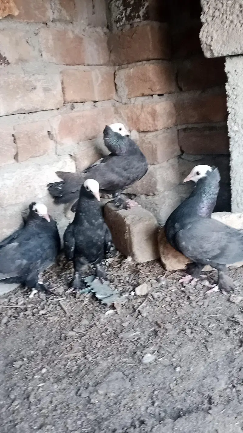 Black peshawari