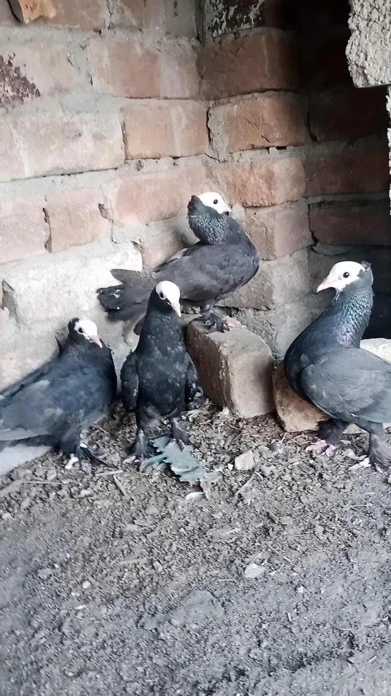 Black peshawari — photo 2
