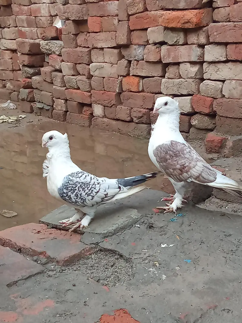 vip breader pair Whatsapp 03106176708 — photo 2