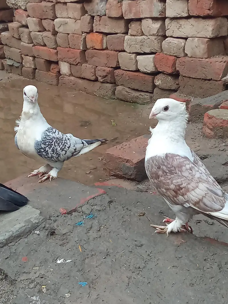 vip breader pair Whatsapp 03106176708 — photo 5