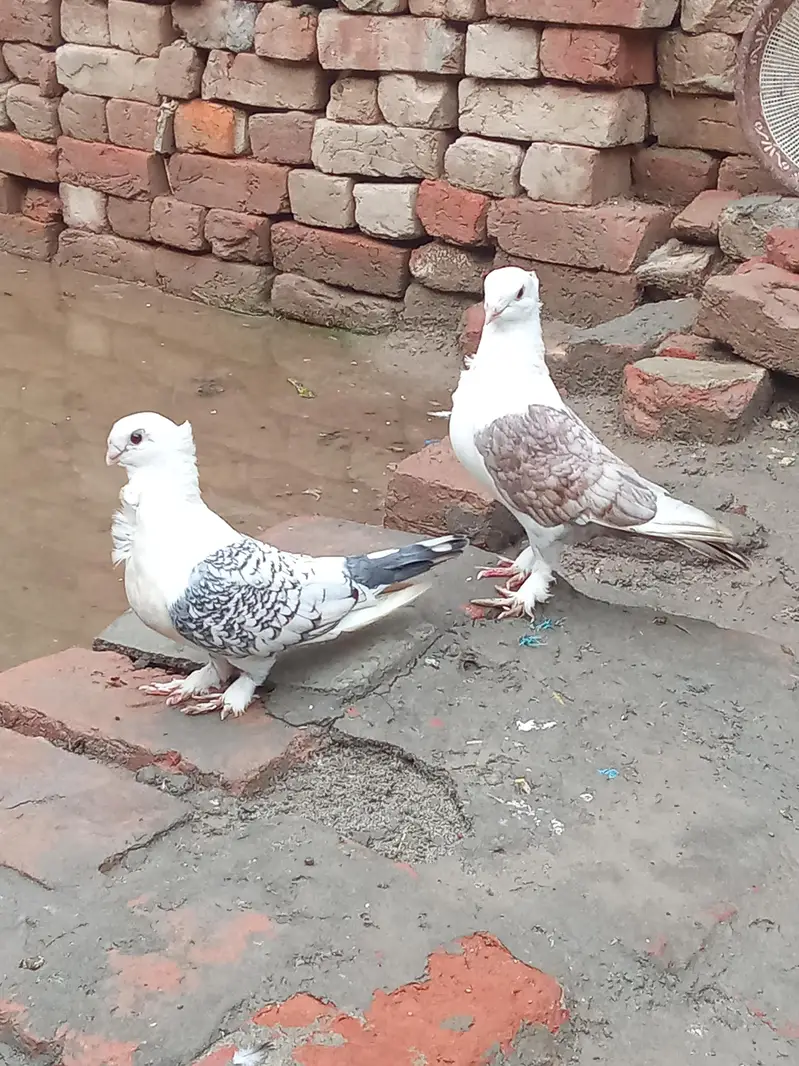 vip breader pair Whatsapp 03106176708 — photo 6