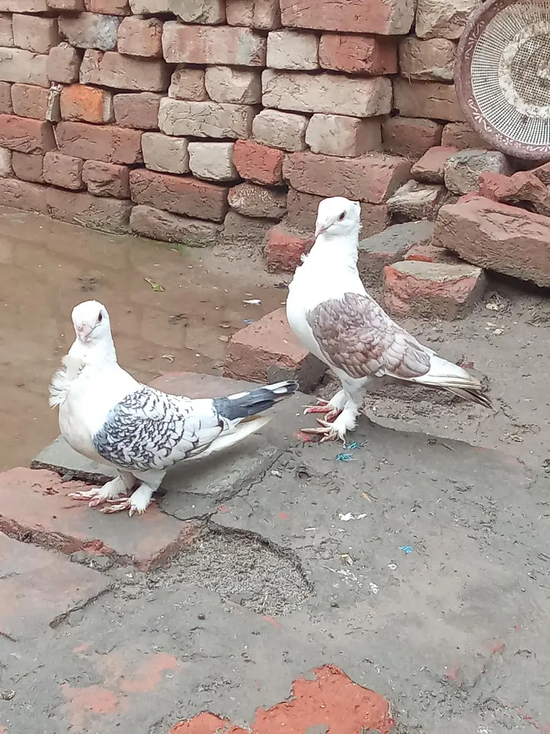 vip breader pair Whatsapp 03106176708 — photo 7