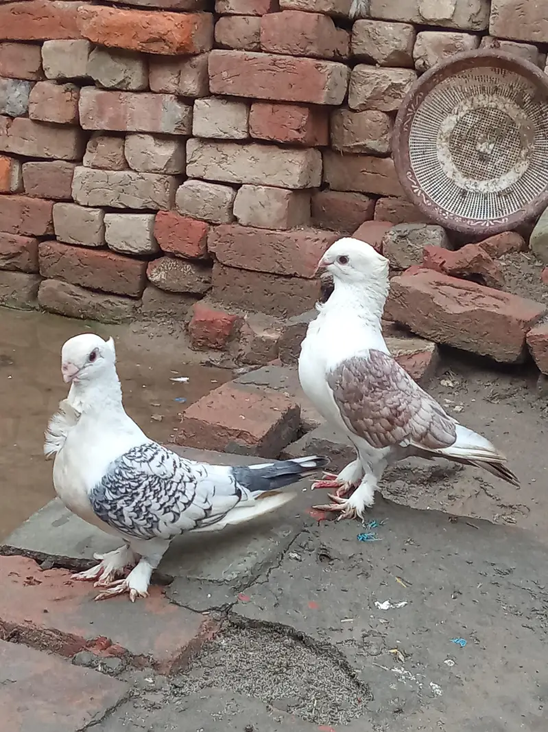 vip breader pair Whatsapp 03106176708 — photo 8