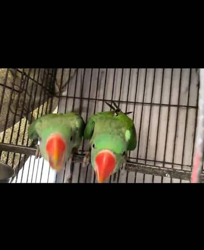 home parrot