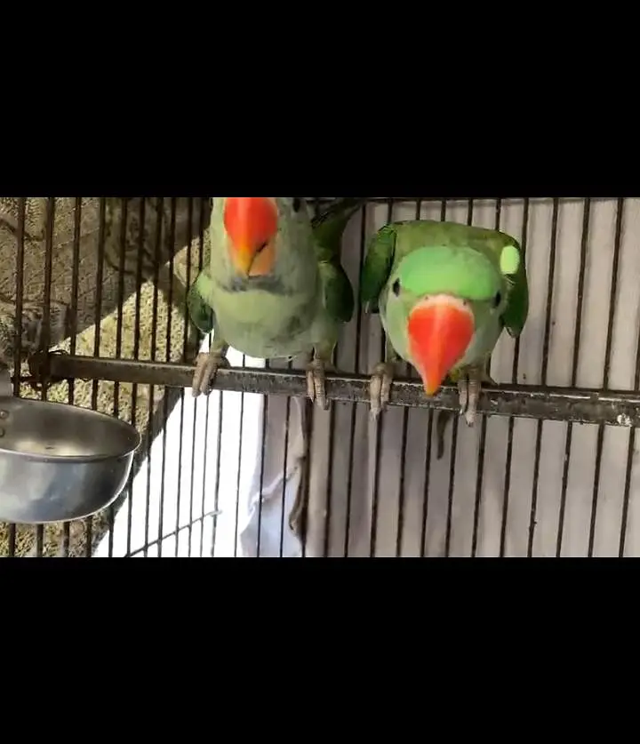 home parrot — photo 2