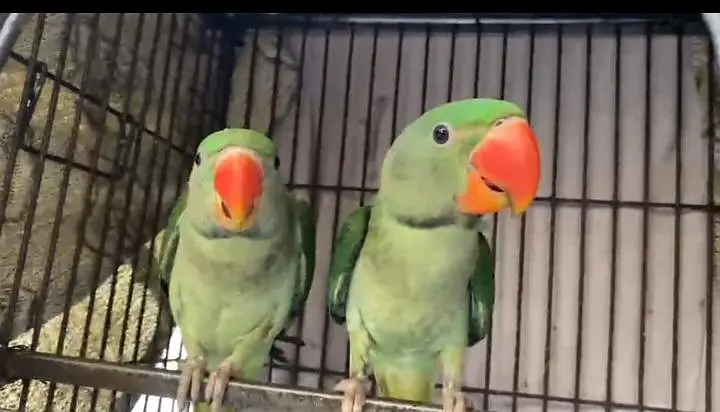home parrot — photo 3