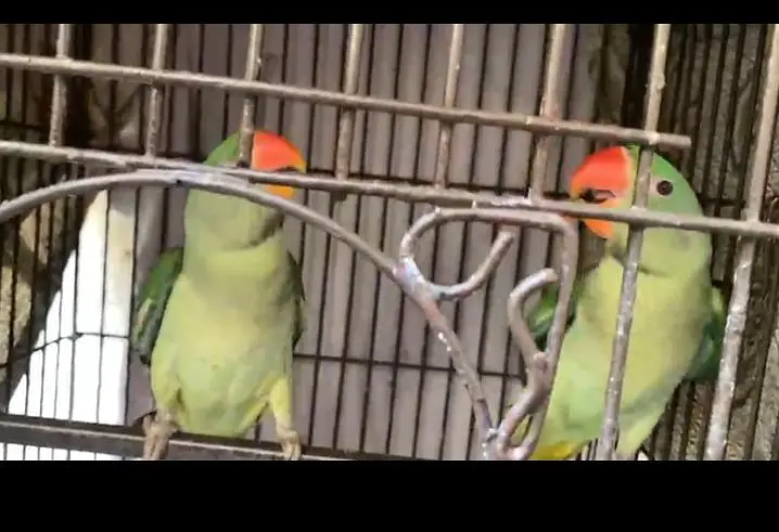 home parrot — photo 4