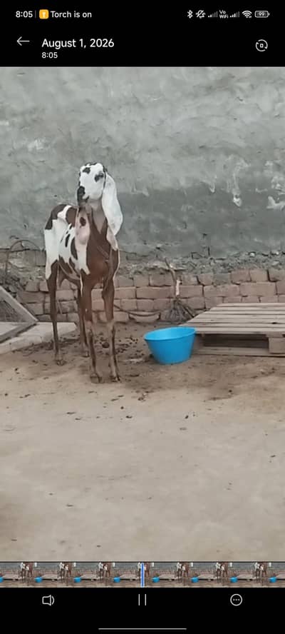 pure brittle