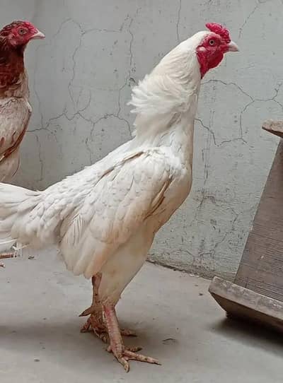 2 pair aseel Heera full breedar pair