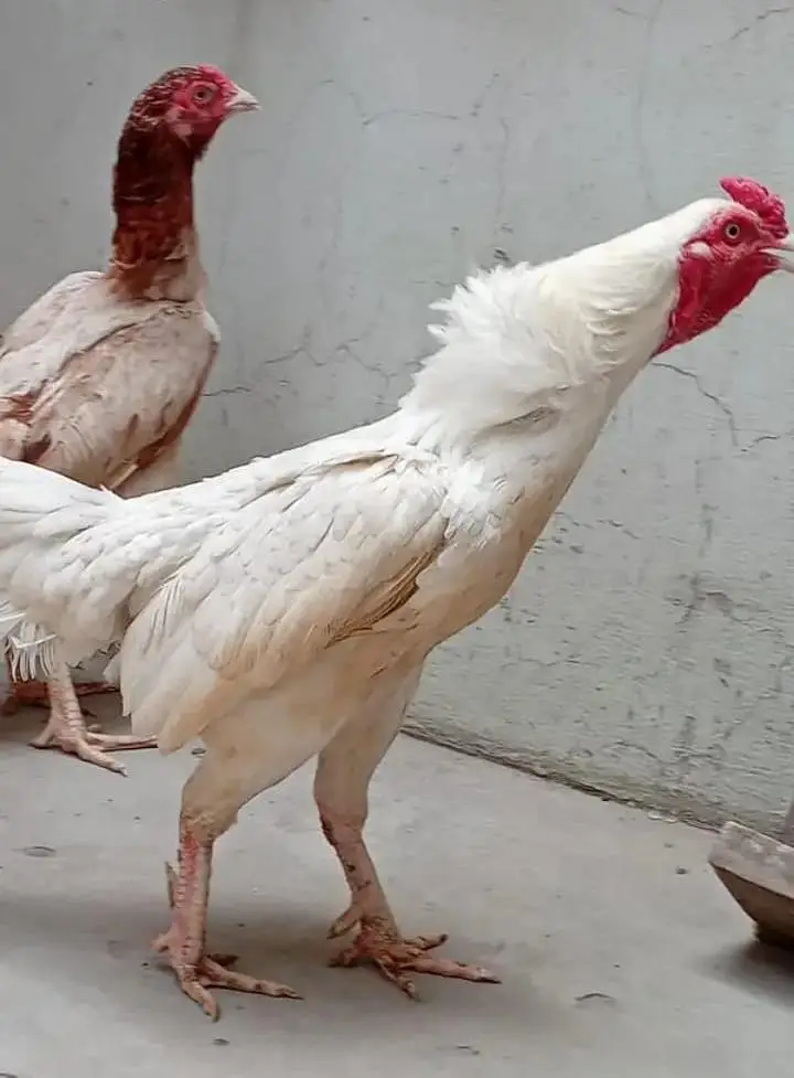 2 pair aseel Heera full breedar pair — photo 2