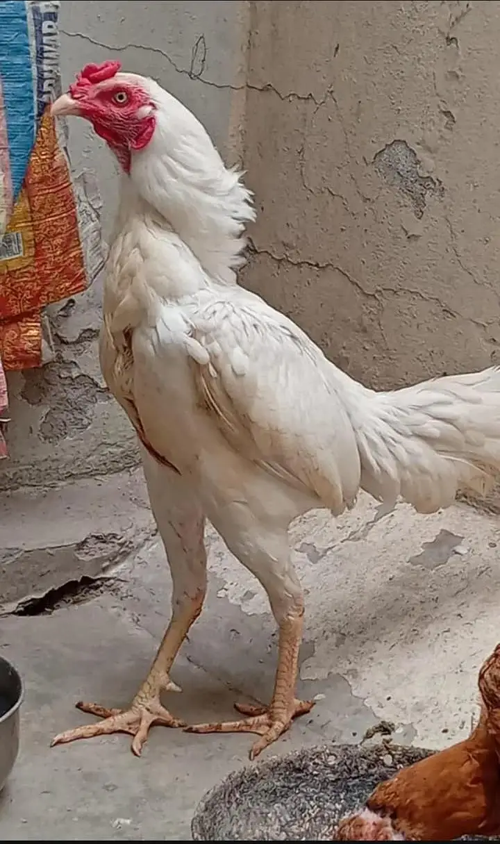 2 pair aseel Heera full breedar pair — photo 7
