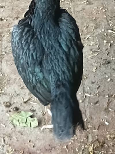 Aseel hen murgi