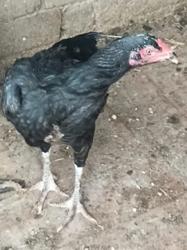 Aseel hen murgi — photo 2