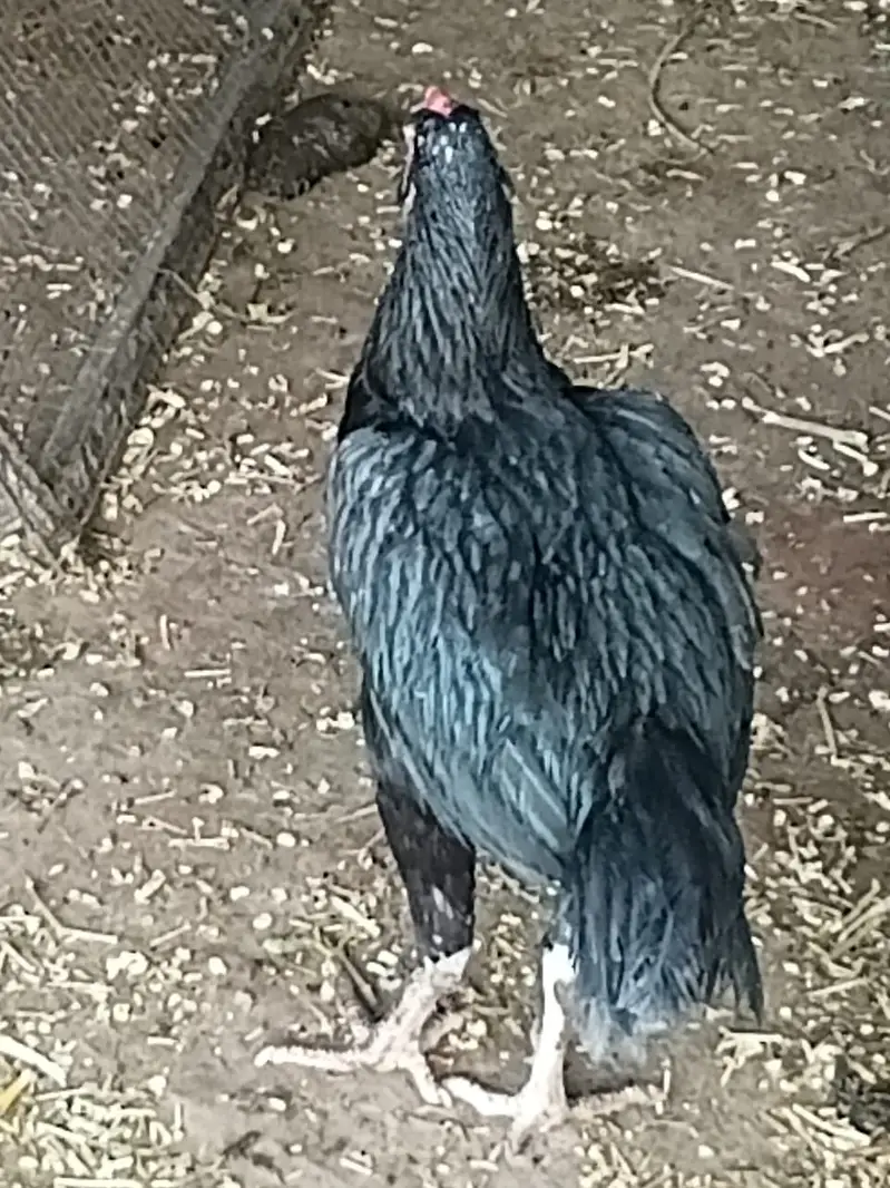 Aseel hen murgi — photo 3