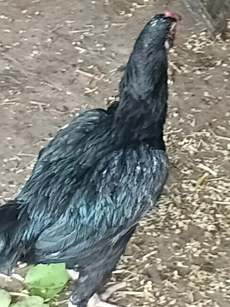 Aseel hen murgi — photo 4