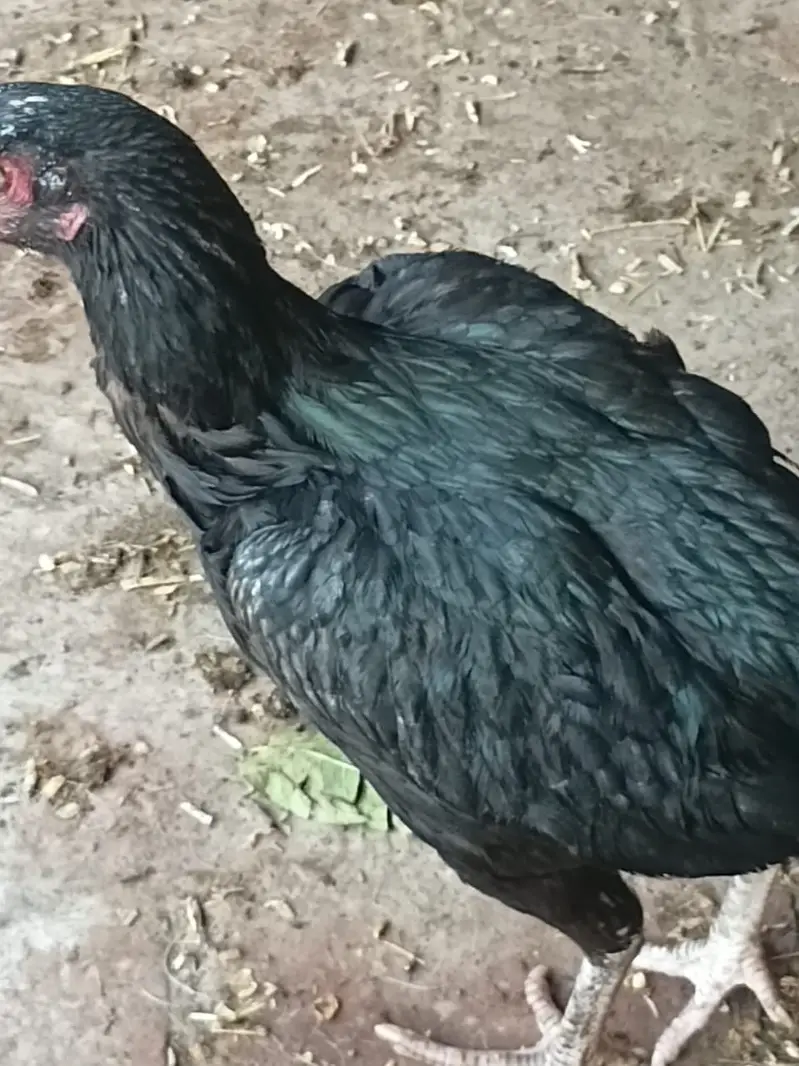 Aseel hen murgi — photo 5
