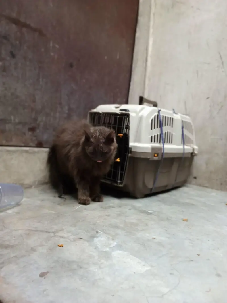 2 Persian Cats — photo 2