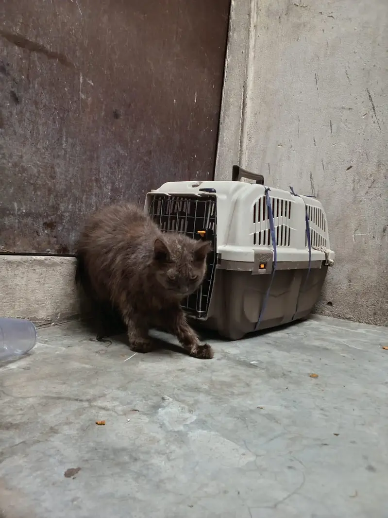2 Persian Cats — photo 3