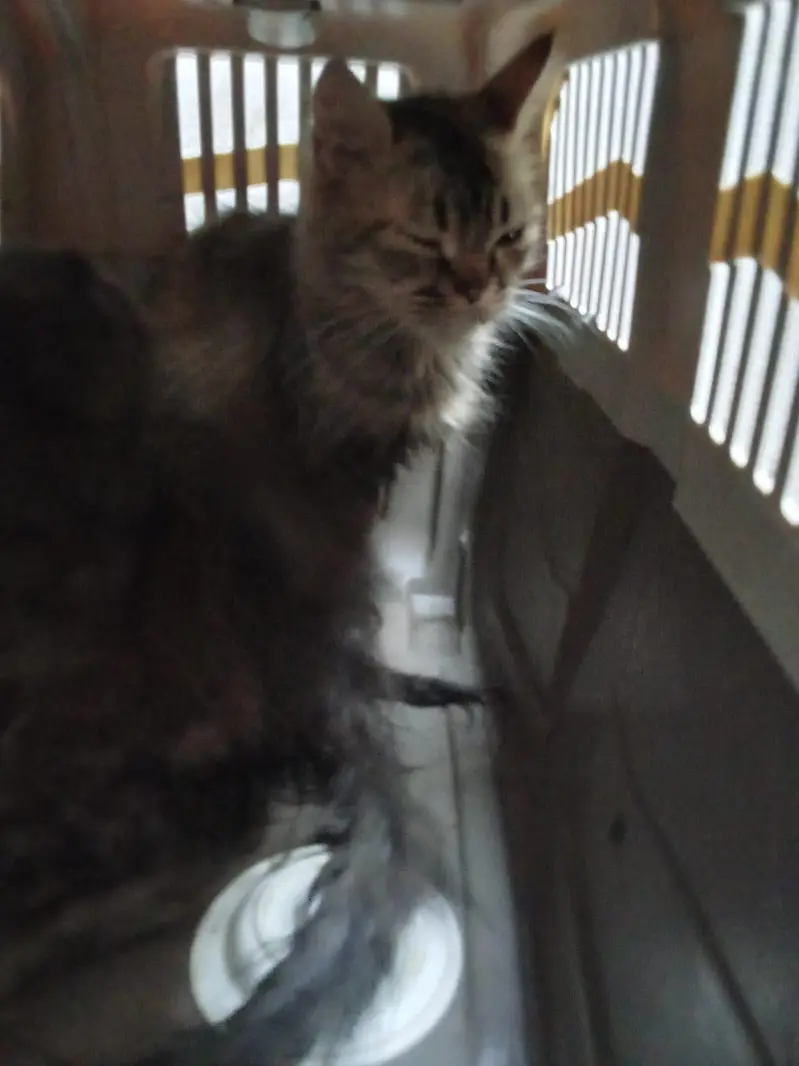 2 Persian Cats — photo 4