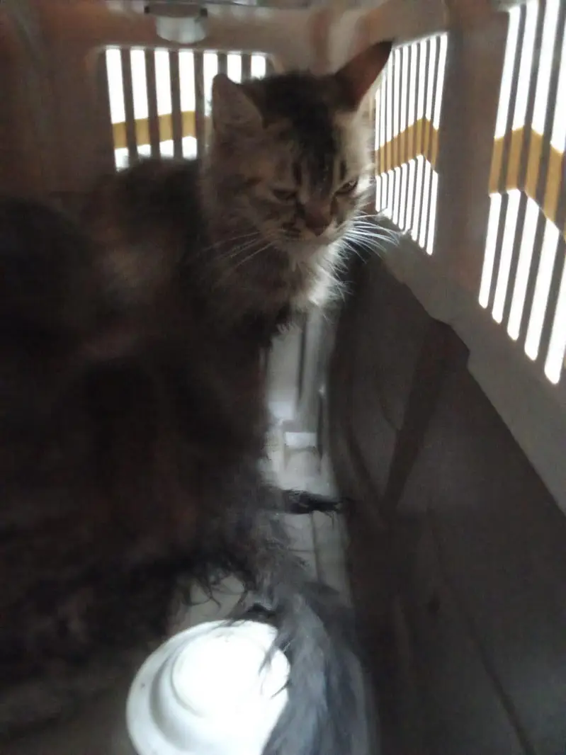 2 Persian Cats — photo 5