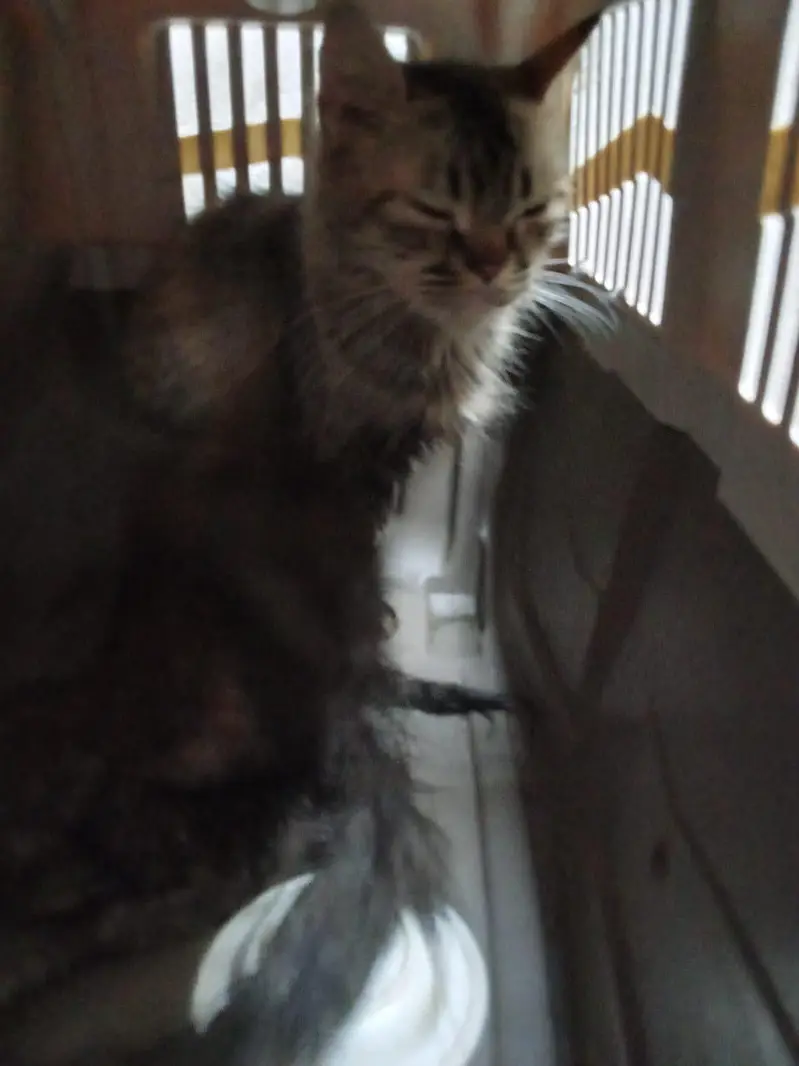 2 Persian Cats — photo 6