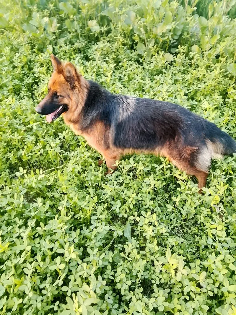 German shepherd female long coated — photo 2