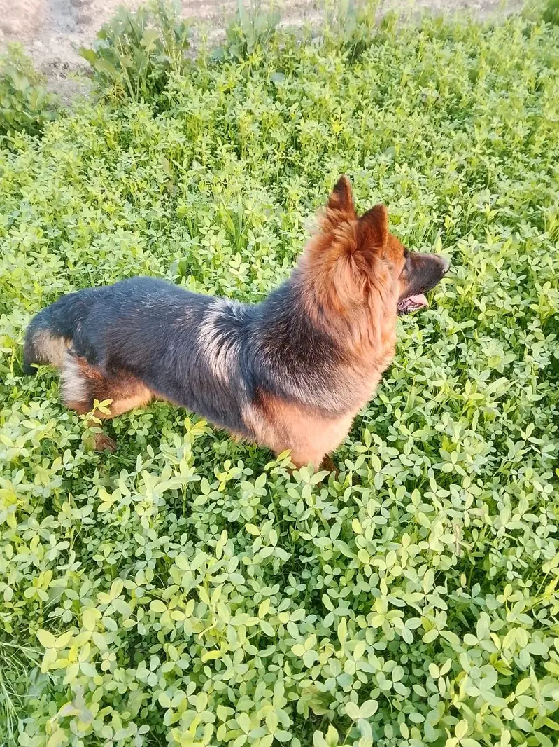German shepherd female long coated — photo 3