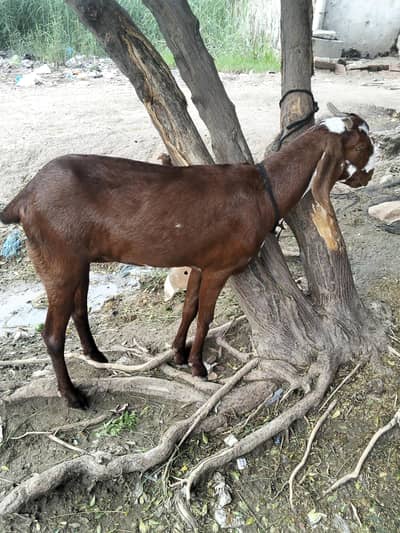 CUTE GOAT 