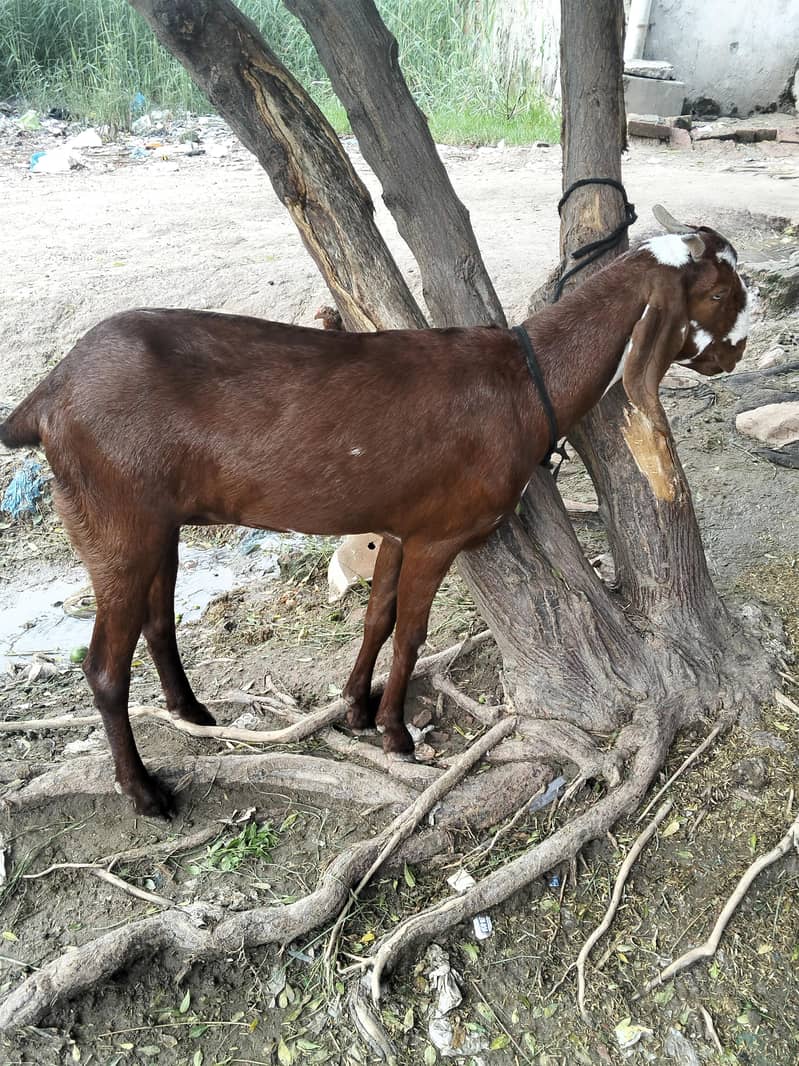 CUTE GOAT 0