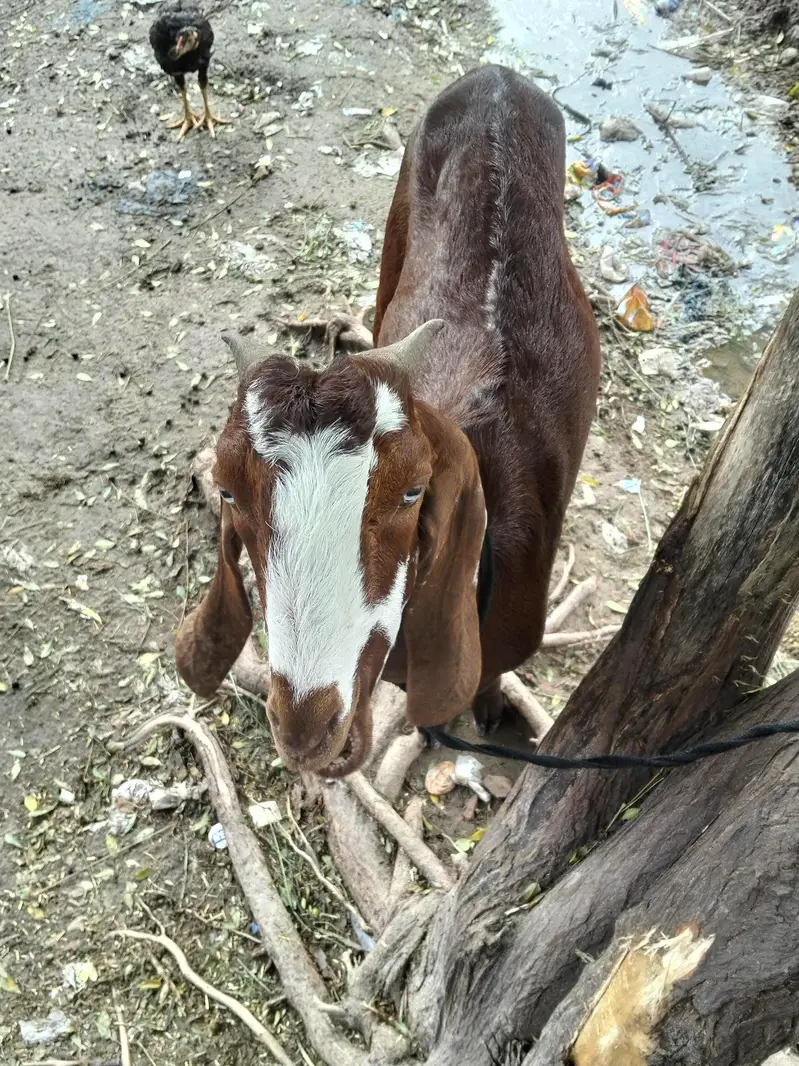 CUTE GOAT  — photo 2