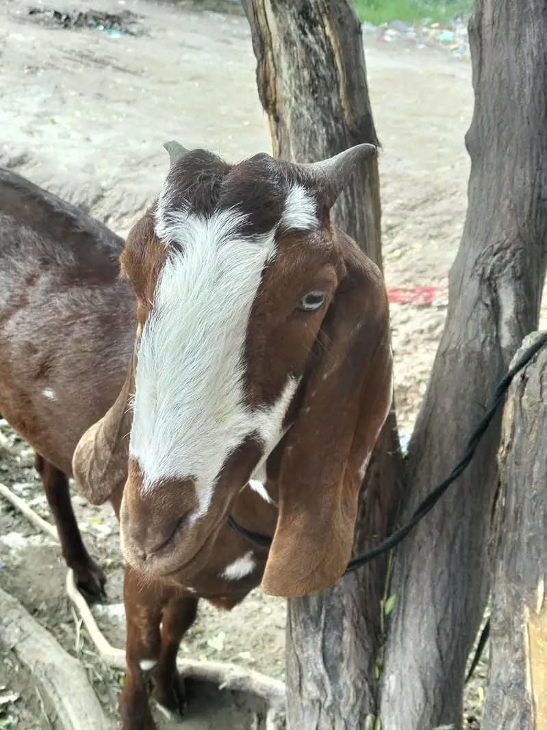 CUTE GOAT  — photo 3