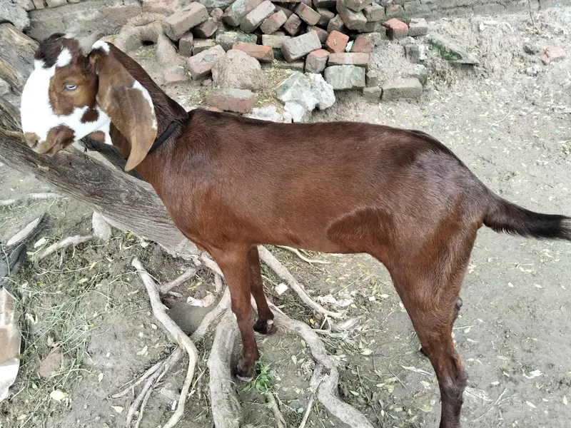 CUTE GOAT  — photo 4