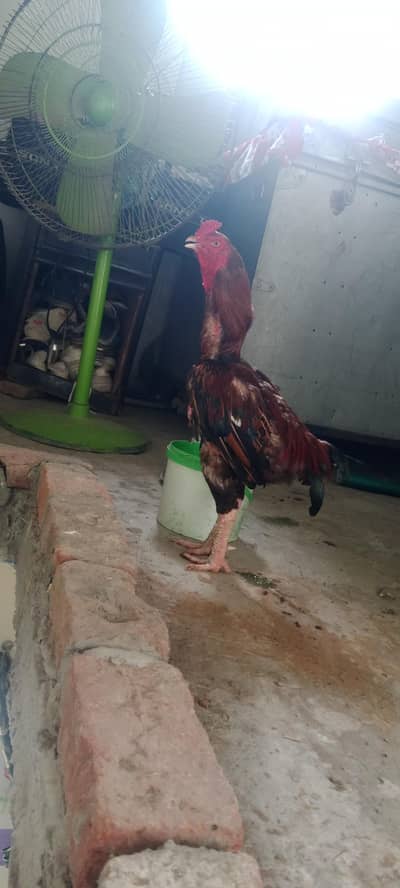 hen sale