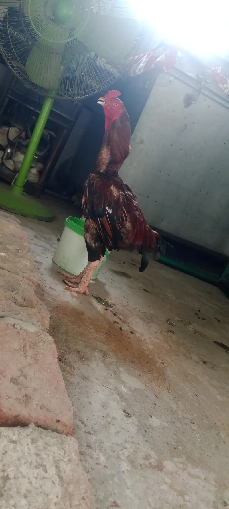 hen sale — photo 2